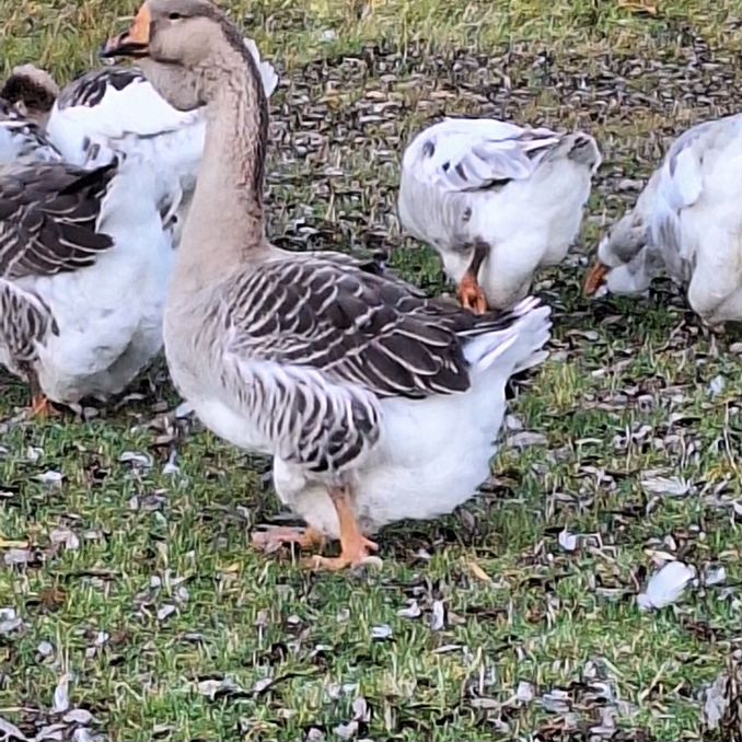 Мобильді порно 320x240 mp4 форматында