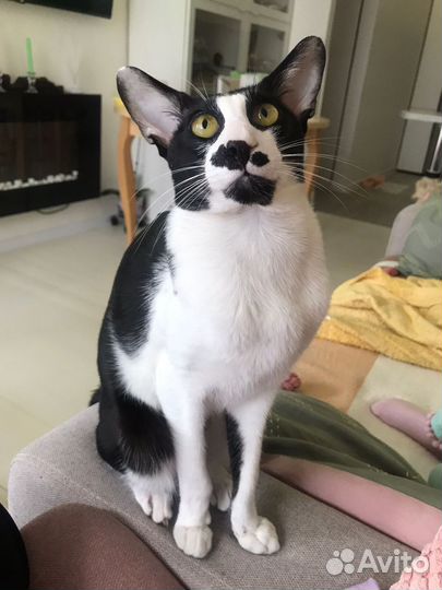 Ориентальная