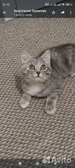 Кошка, котенок