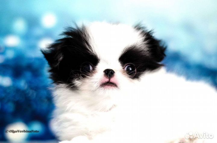 Японский хин