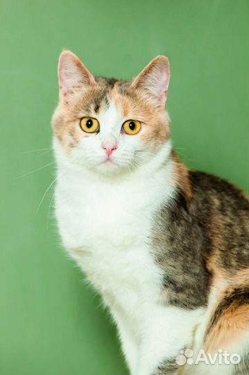 Мила, 10 месяцев., в дар