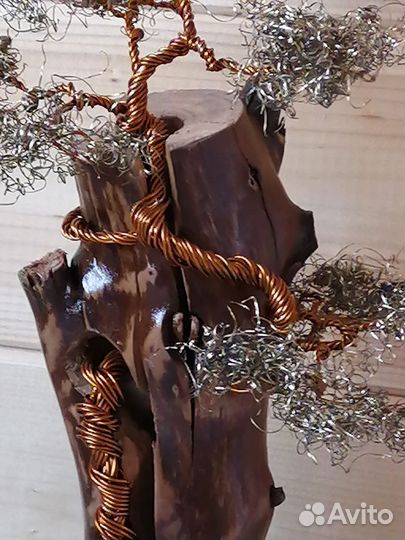 Дерево бонсай