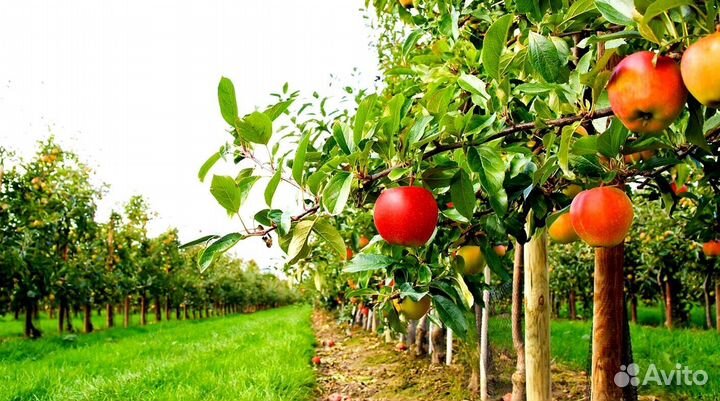 Требуется Сборщик