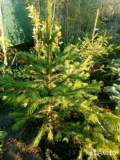 Пихта, ель голубая, ель зеленая, туя