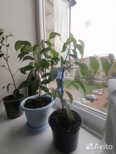 Фикус бенджамина