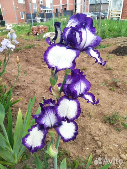 Ирисы бородатые сортовые