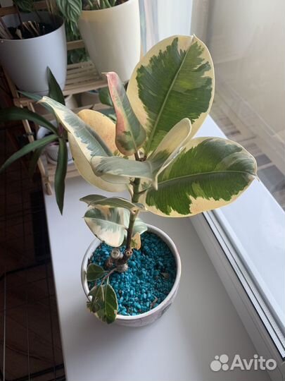 Фикус эластика тинеке