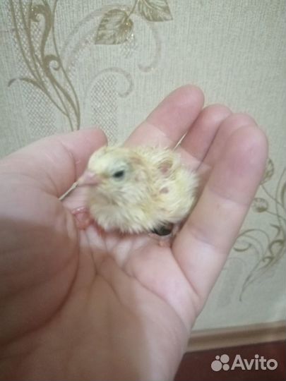 Суточные перепела