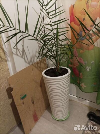 Пальма финиковая листья