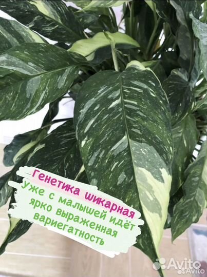 Спатифиллум вариегатный даймонд