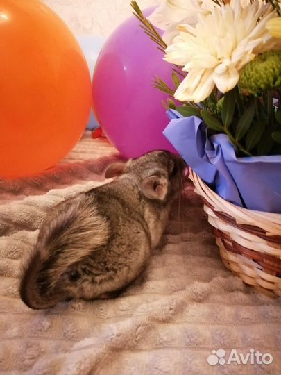 Золотая шиншилла