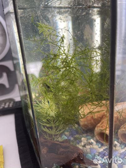 Рыбки гуппи