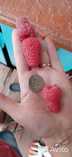 Ремонтантная малина