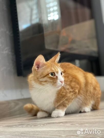 Кот в добрые руки