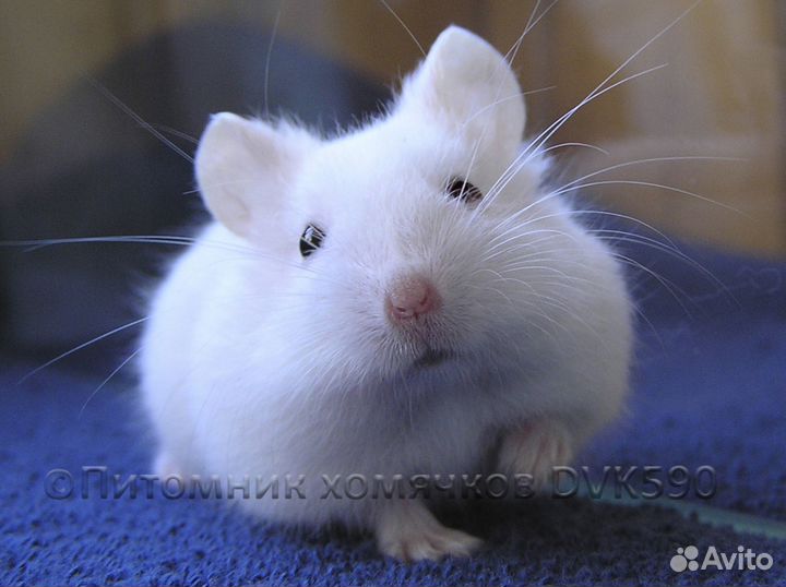 Белый хомячок из питомника