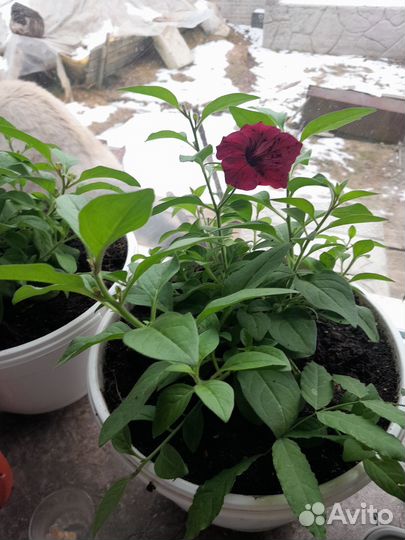 Растения для сада