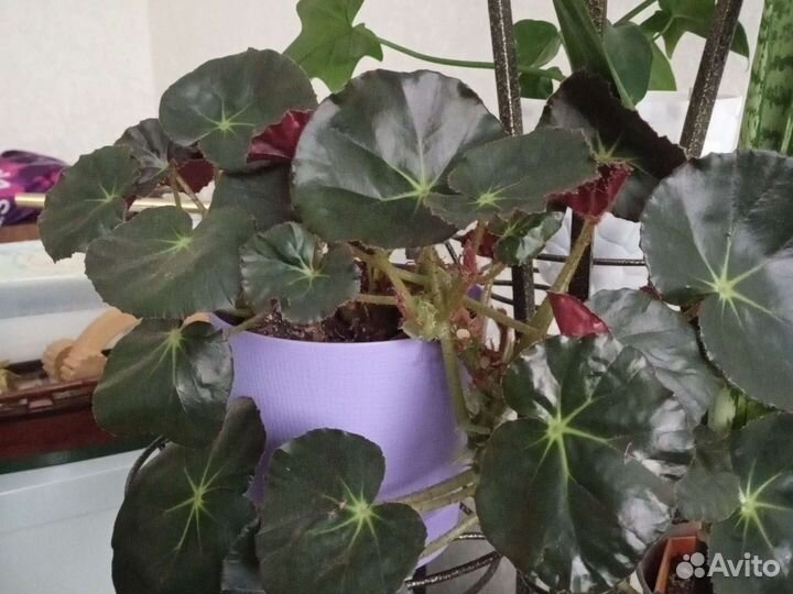 Сансевиера,Бегония Фиста,алоэ,сингониум