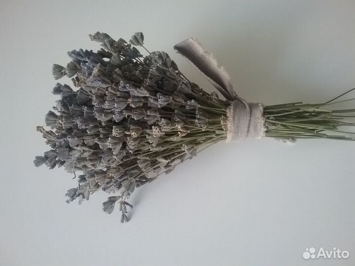 Лаванда сухоцвет