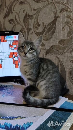Ласковая кошечка