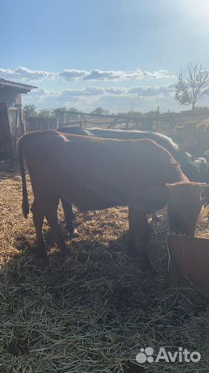 Тёлочки и бычки