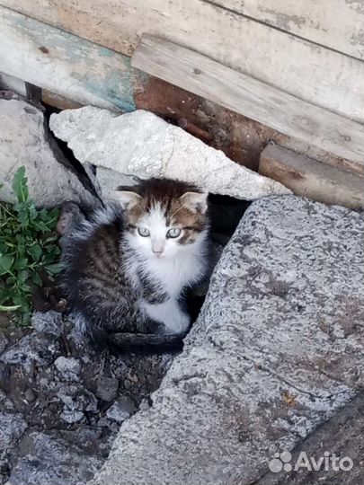 Кошка в дар бесплатно