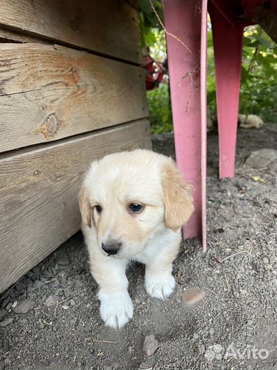 Щенки дворняжки