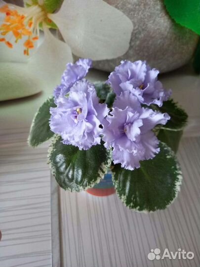 Сортовые фиалки