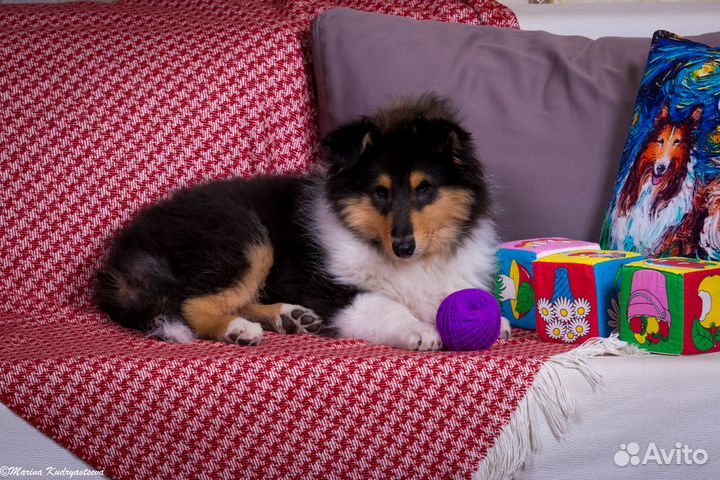 Щенки колли