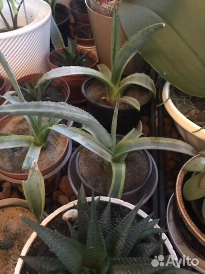 Комнатные растения цветы