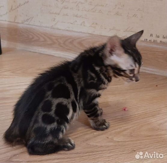 Бенгальская кошка