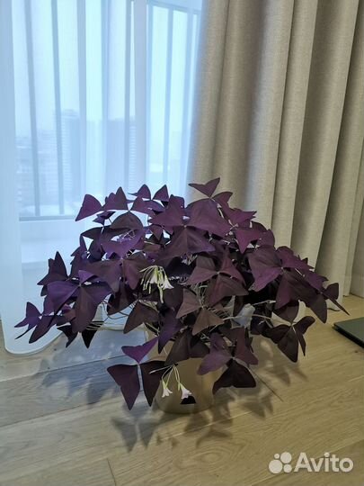 Кислица оксалис