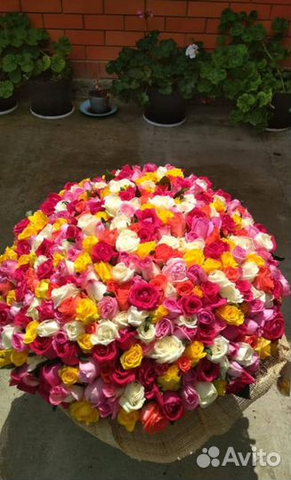 Букет Роз-51шт-микс-50см-за 3000. Доставка по крд