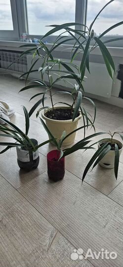 Фикус али (беннендийка)