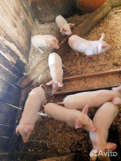 Поросята