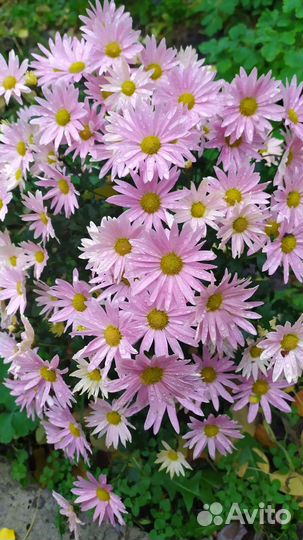 Хризантемы мультифлора