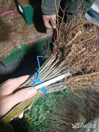 Подвой 54-118 мм106 м9 всл-2