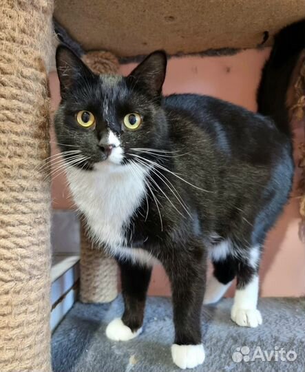 Отдам котика Вована