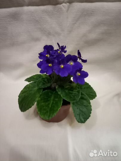 Герань и фиалка