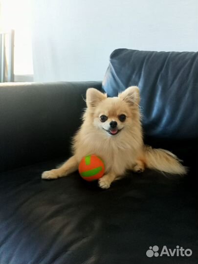 Зоогостиница (Передержка) Зооняня