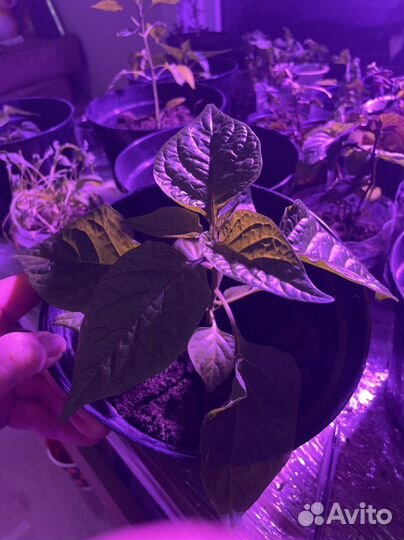 Перец острый каролина