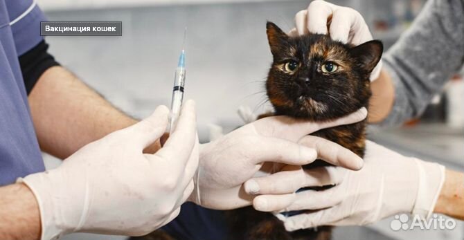 Ветеринарный врач на дом