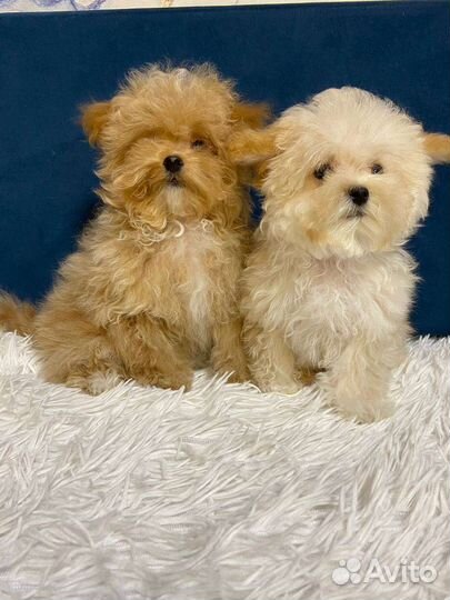 Мальтипу f1 micro