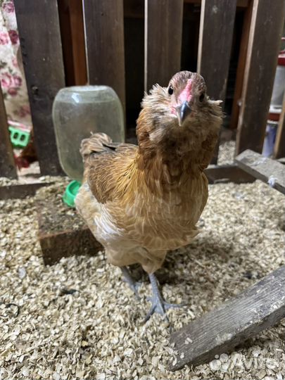 Курочки молодки несушки