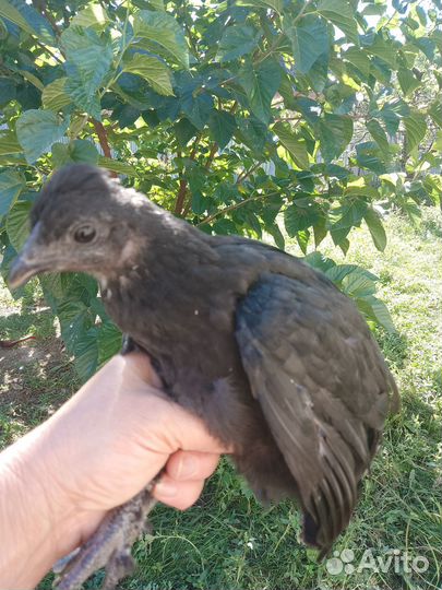 Породистые циплята