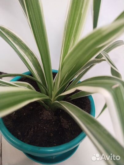 Комнатные цветы. Хлорофитум