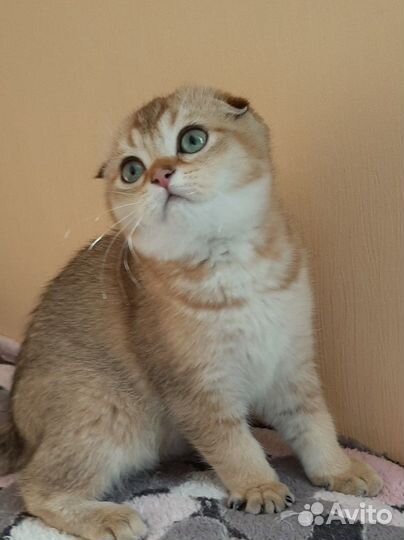 Шотландская вислоухая кошка золото