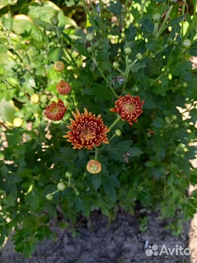 Хризантема