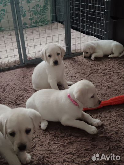 Щенки лабрадора 2 мальчика