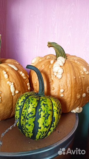 Тыква декоративная