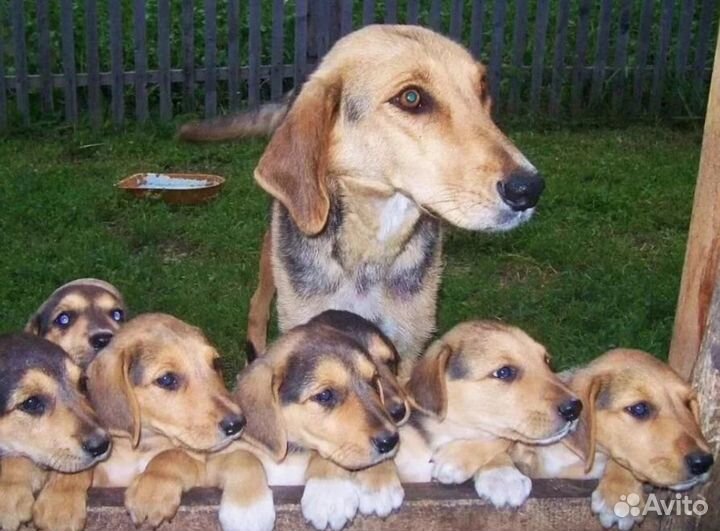 Щенки русской гончей